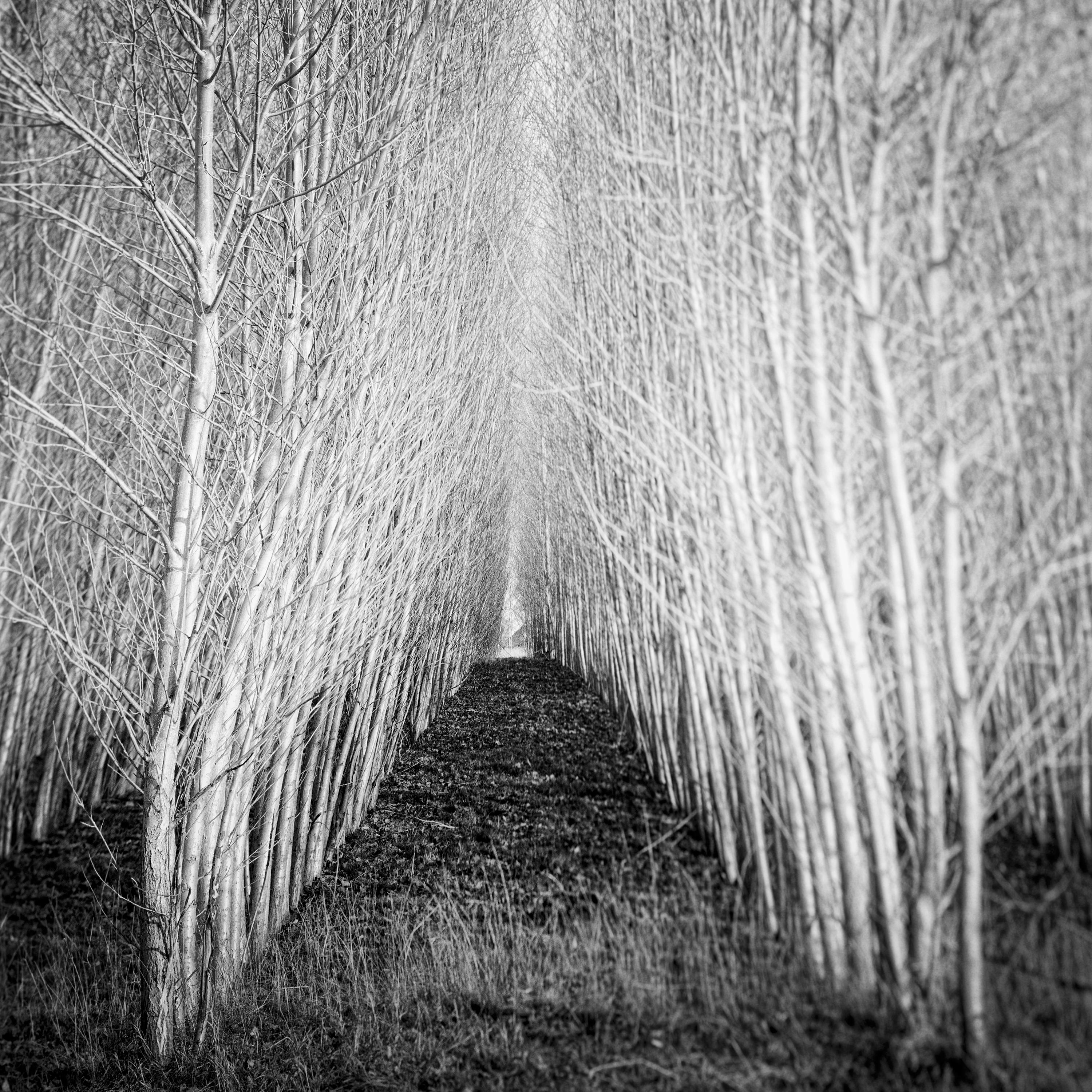 Populus Forest, tree avenue, Austria, black and white art landscape photography For Sale 3