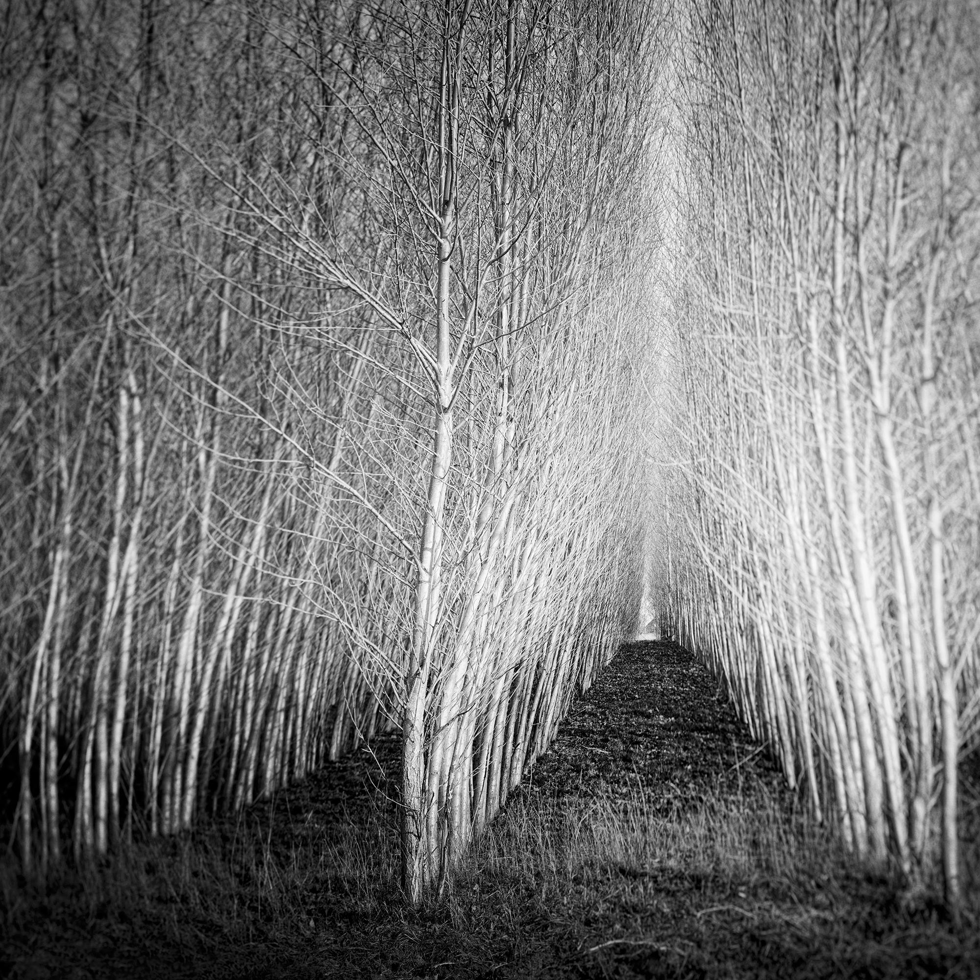 Foresta di Populus, viale di alberi, Austria, fotografia artistica di paesaggio in bianco e nero in vendita 4