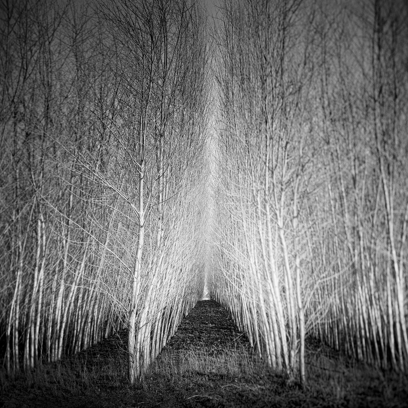 Gerald Berghammer Black and White Photograph - Populus Forest, tree avenue, Austria, black and white art landscape photography