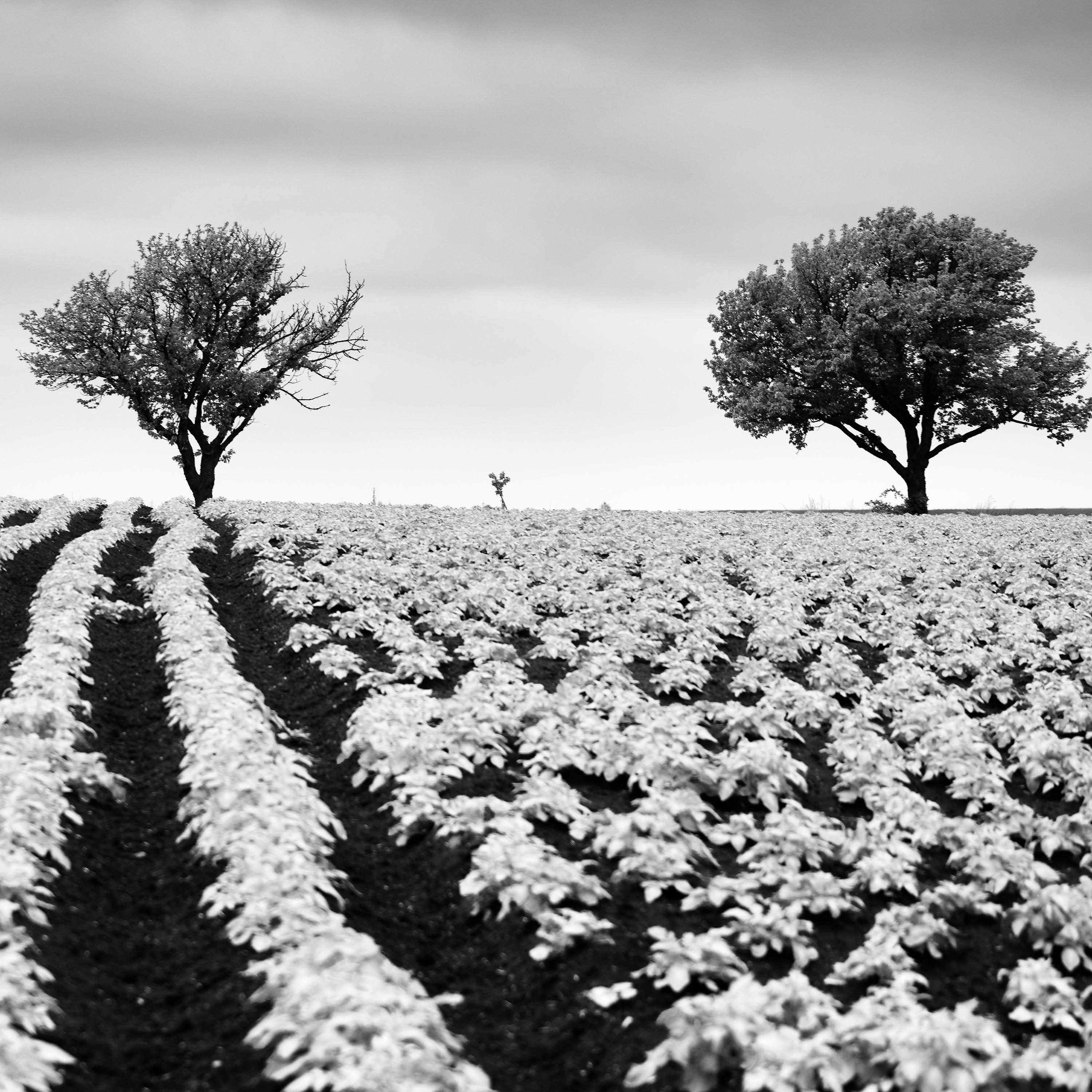 Kartoffelfeld mit Kirschbaumbäumen, Schwarz-Weiß, Fotografie, limitierte bildende Kunst im Angebot 5