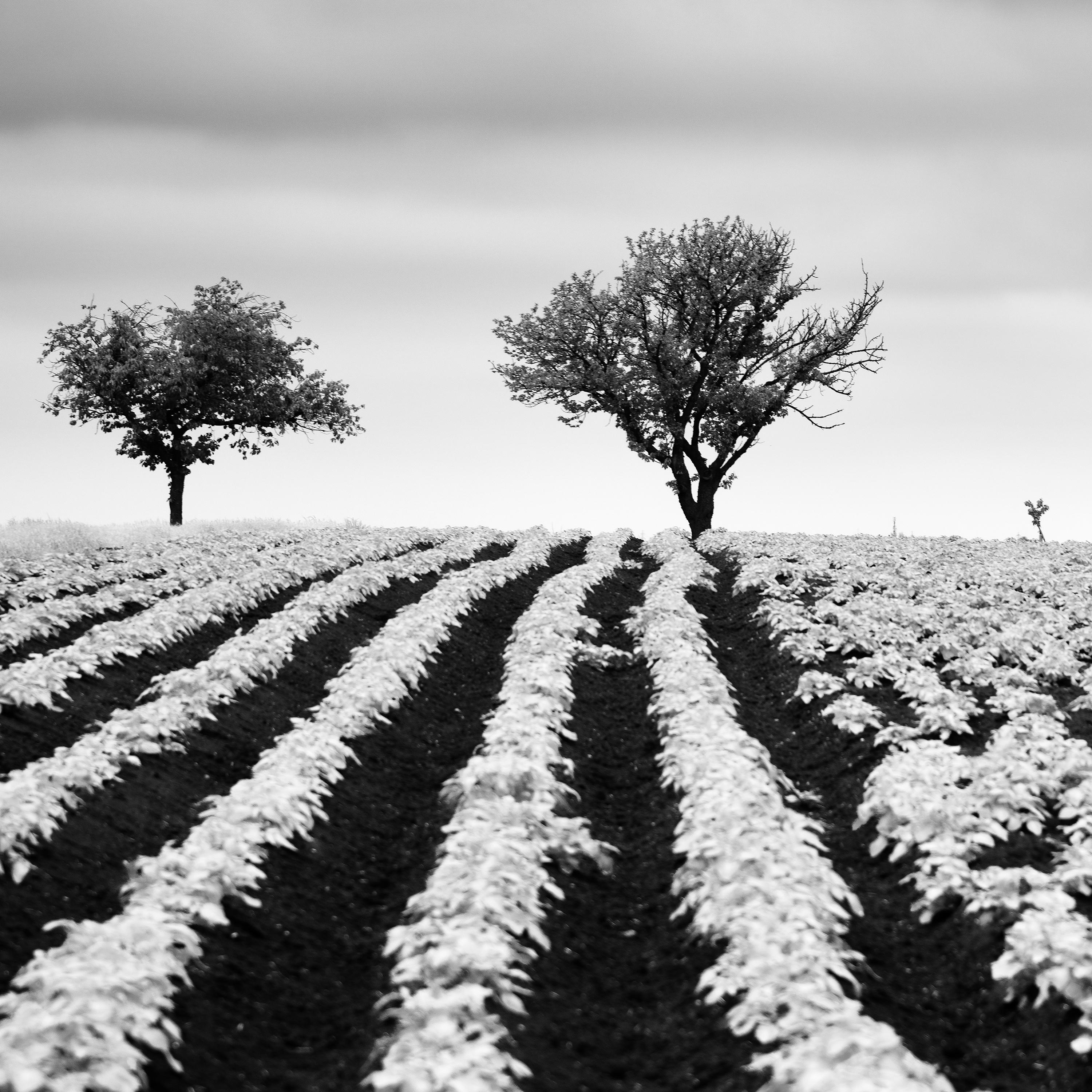 Kartoffelfeld mit Kirschbaumbäumen, Schwarz-Weiß, Fotografie, limitierte bildende Kunst im Angebot 4