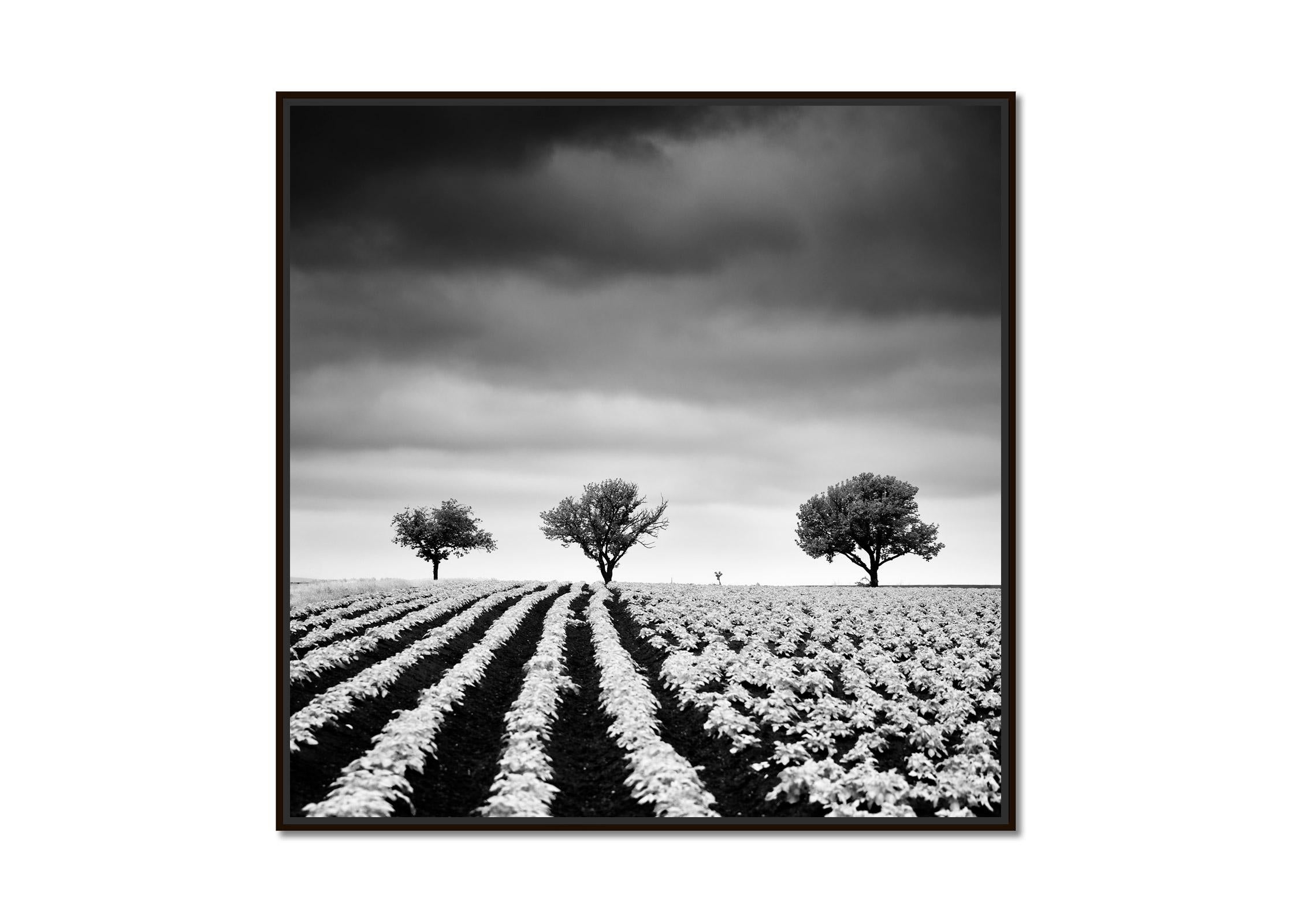 Kartoffelfeld mit Kirschbaumbäumen, Schwarz-Weiß, Fotografie, limitierte bildende Kunst – Photograph von Gerald Berghammer