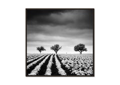 Potato Field with Cherry Trees, black and white, photograph, limited fine art