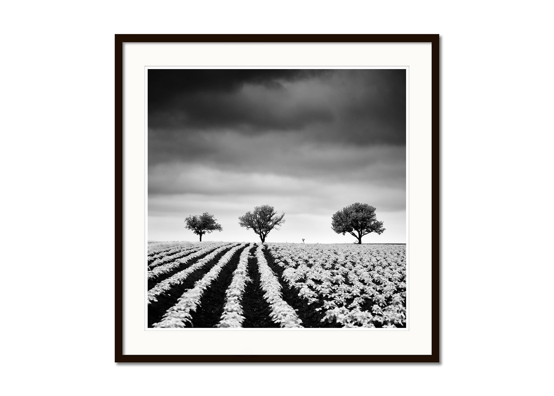 Kartoffelfeld mit Kirschbaumbäumen, Schwarz-Weiß, Fotografie, limitierte bildende Kunst (Grau), Black and White Photograph, von Gerald Berghammer