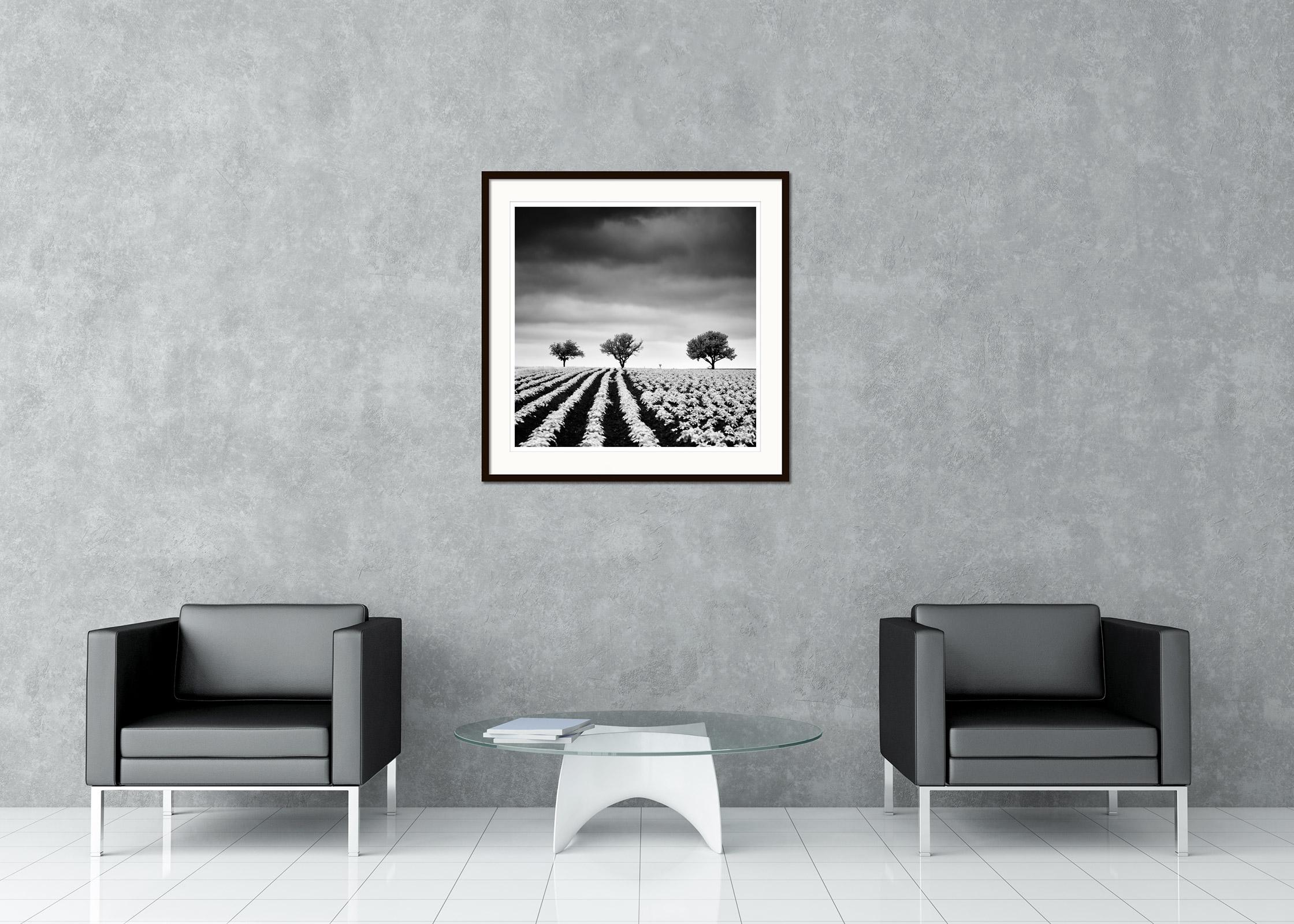 Schwarze und weiße Fine Art Landschaftsfotografie. Kartoffelacker mit Kirschbäumen bei bewölktem Himmel, Weinviertel, Österreich. Pigmenttintendruck, Auflage 9, signiert, betitelt, datiert und nummeriert vom Künstler. Mit Echtheitszertifikat.