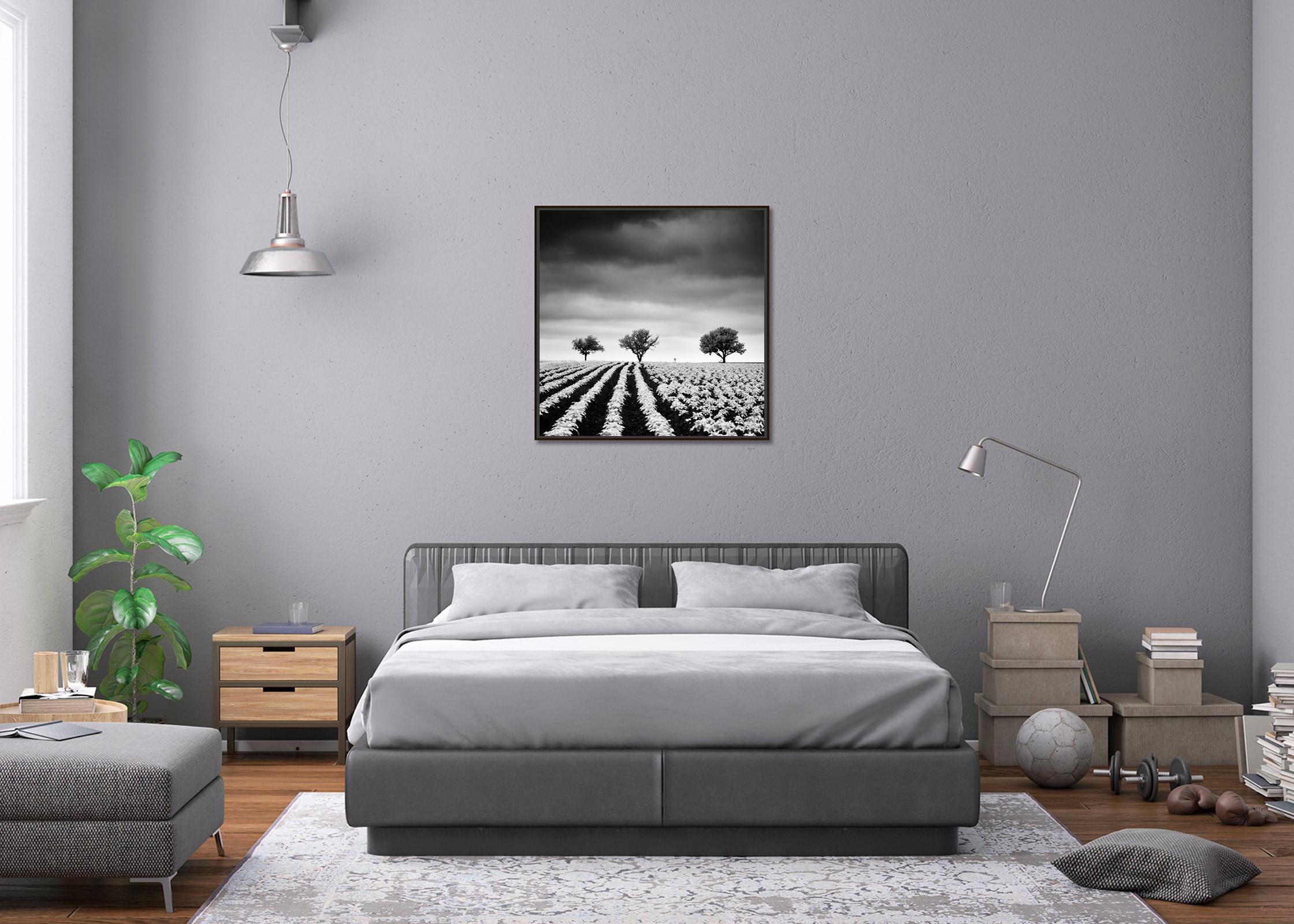 Kartoffelfeld mit Kirschbaumbäumen, Schwarz-Weiß, Fotografie, limitierte bildende Kunst im Angebot 1
