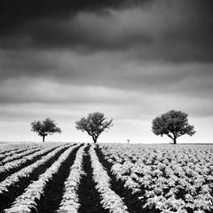 Kartoffelfeld mit Kirschbaumbäumen Schwarz-Weiß-Fotografie der bildenden Kunst