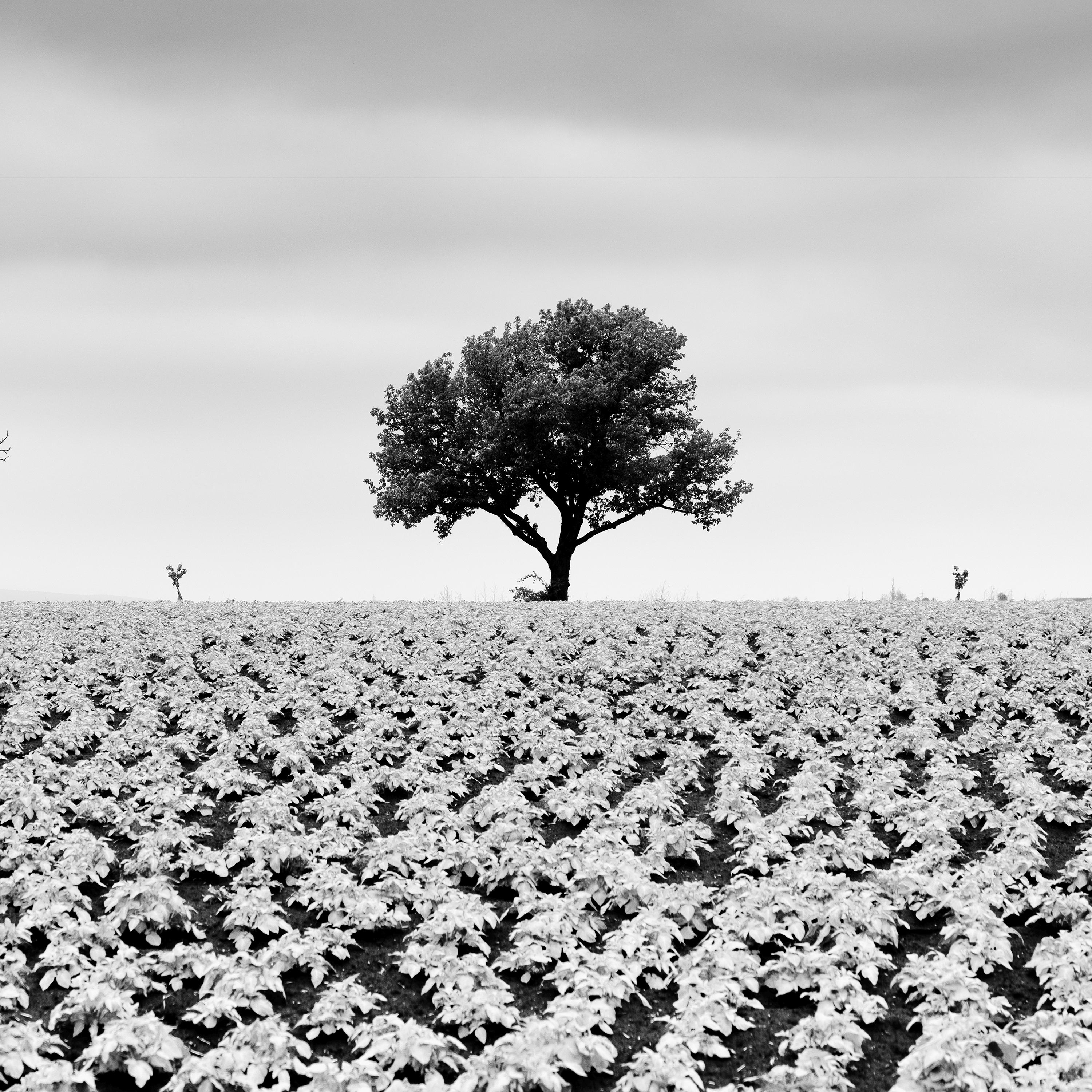 Gerald Berghammer Potato Field with cherry Trees black and white