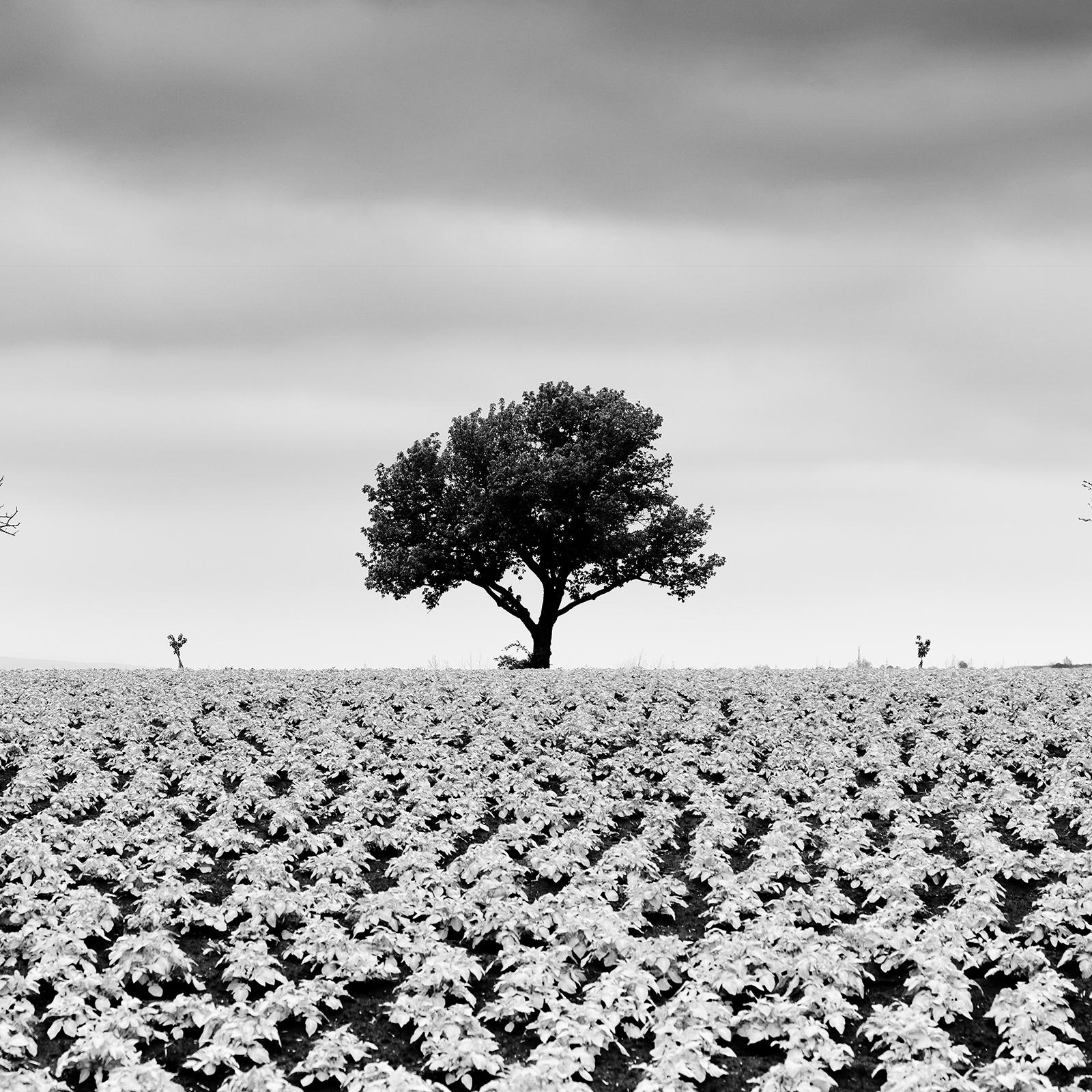 Kartoffelfeld mit Kirschbäumen, Schwarz-Weiß-Fotografie, Kunstlandschaft im Angebot 5