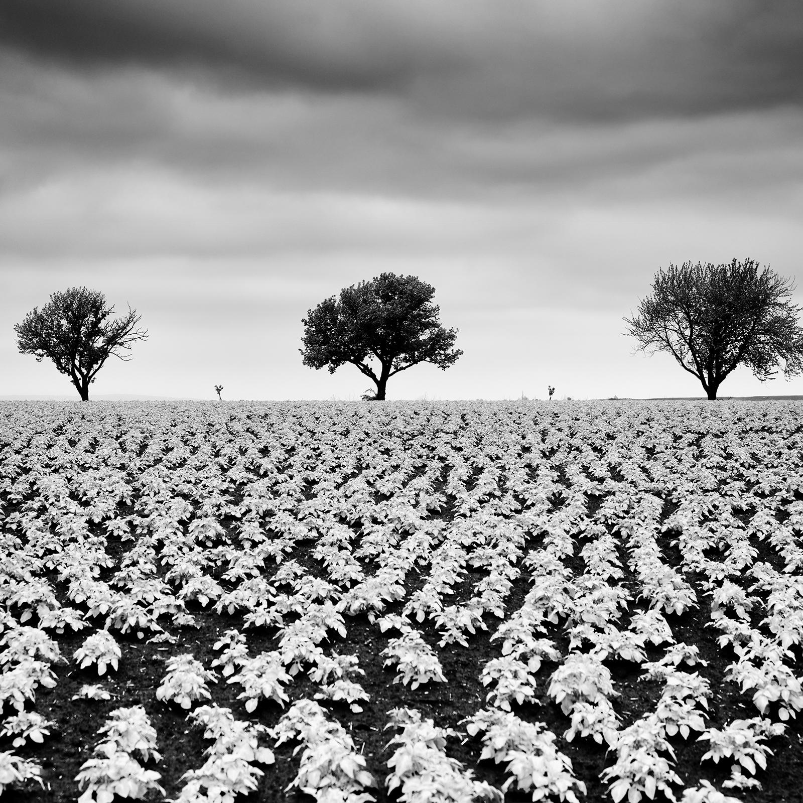 Kartoffelfeld mit Kirschbäumen, Schwarz-Weiß-Fotografie, Kunstlandschaft im Angebot 3