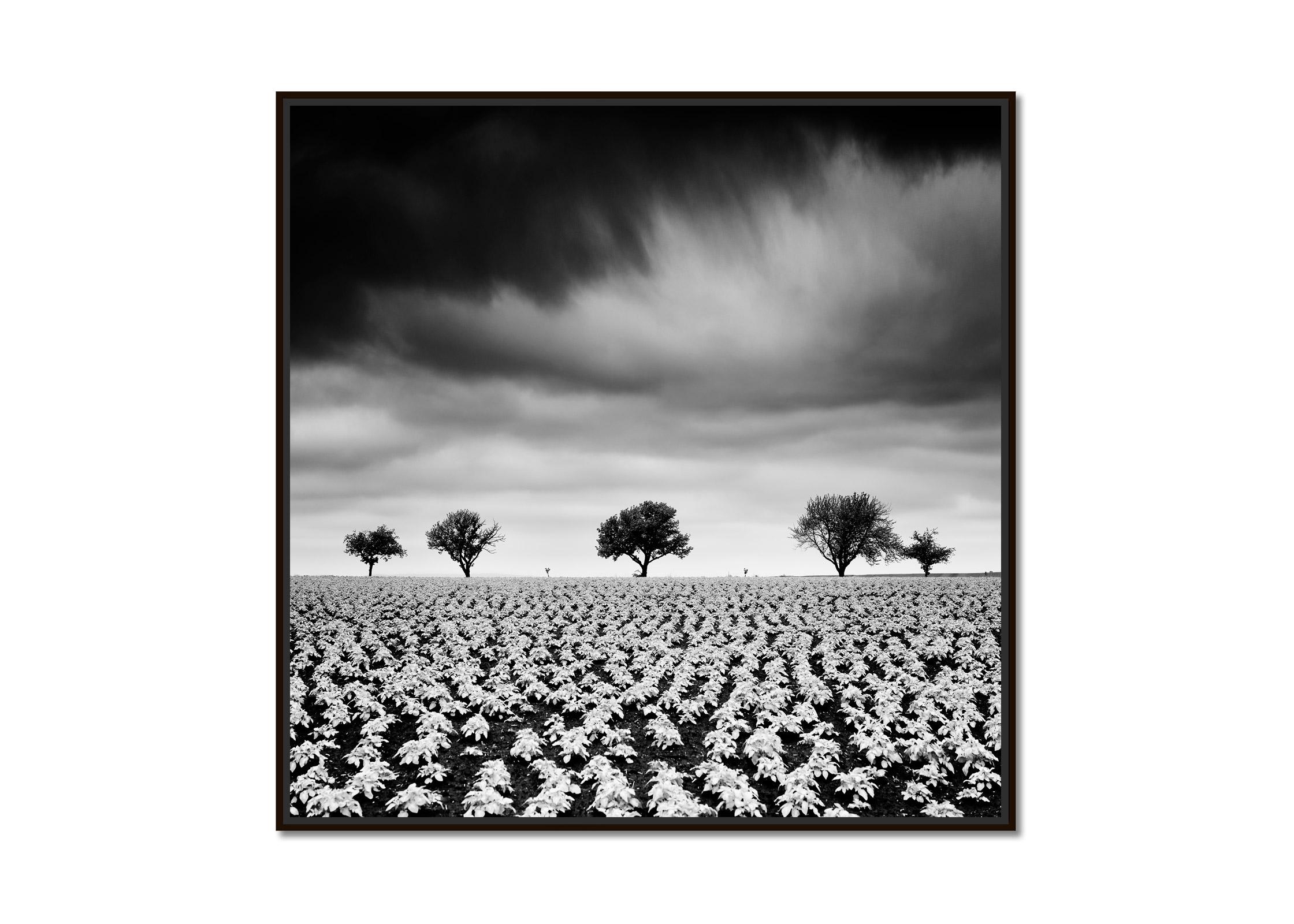 Kartoffelfeld mit Kirschbäumen, Schwarz-Weiß-Fotografie, Kunstlandschaft – Photograph von Gerald Berghammer