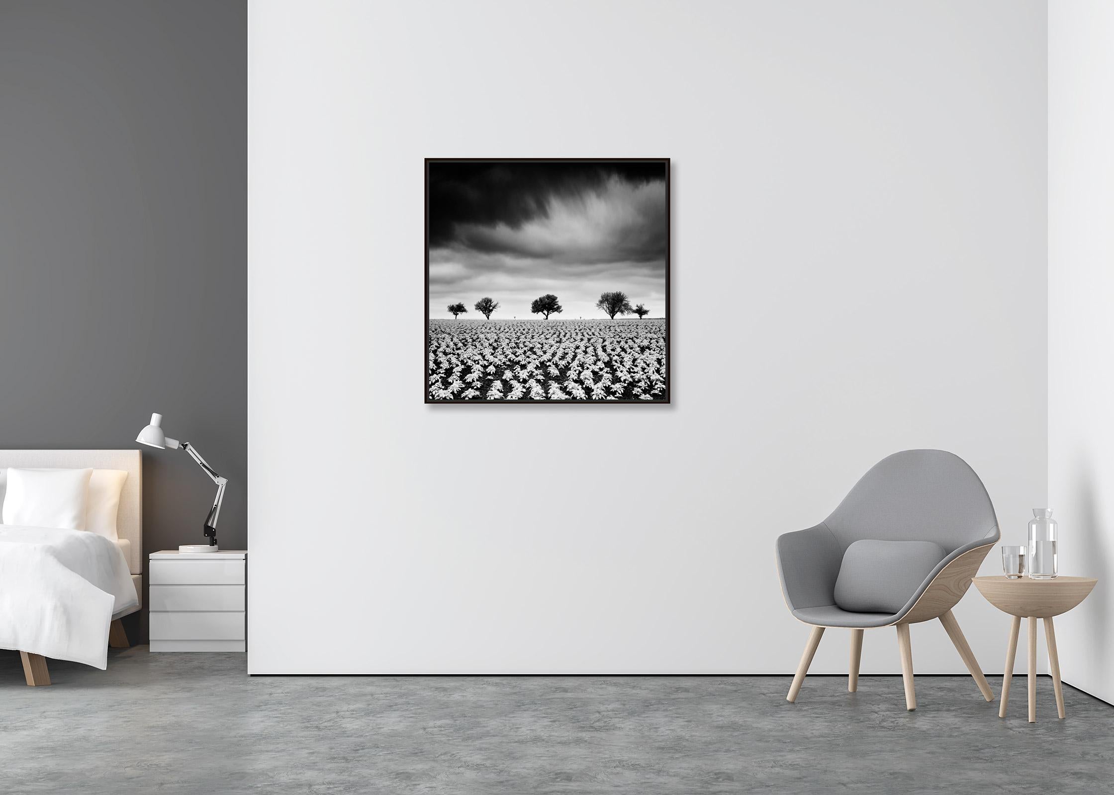 Kartoffelfeld mit Kirschbäumen, Schwarz-Weiß-Fotografie, Kunstlandschaft (Zeitgenössisch), Photograph, von Gerald Berghammer