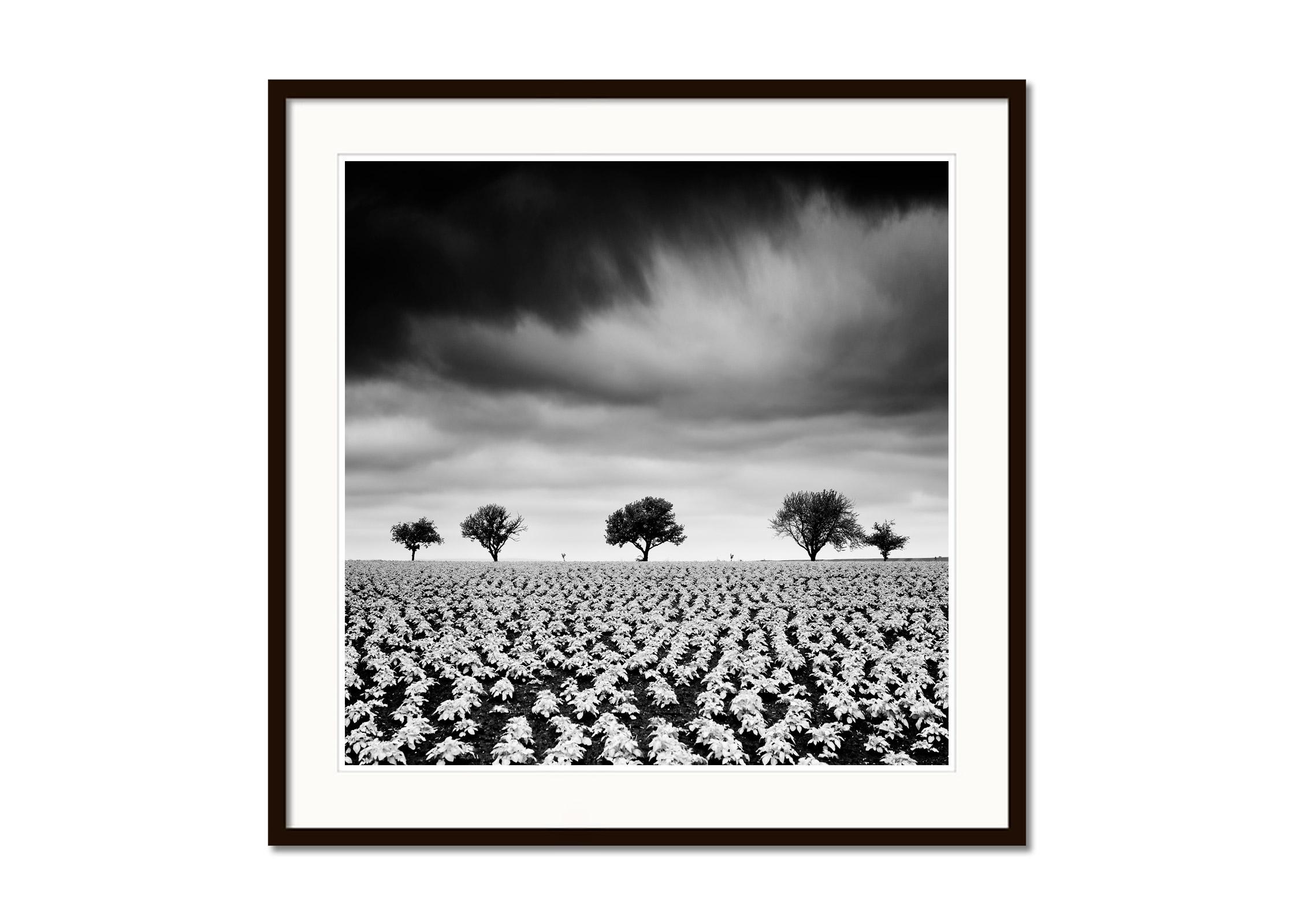 Kartoffelfeld mit Kirschbäumen, Schwarz-Weiß-Fotografie, Kunstlandschaft (Grau), Landscape Photograph, von Gerald Berghammer