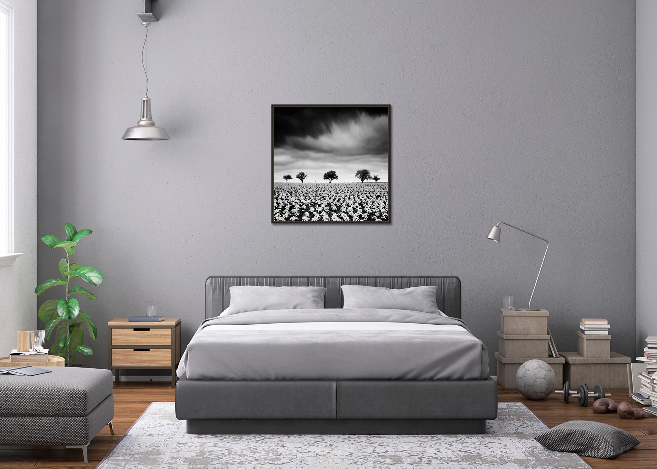 Kartoffelfeld mit Kirschbäumen, Schwarz-Weiß-Fotografie, Kunstlandschaft im Angebot 1