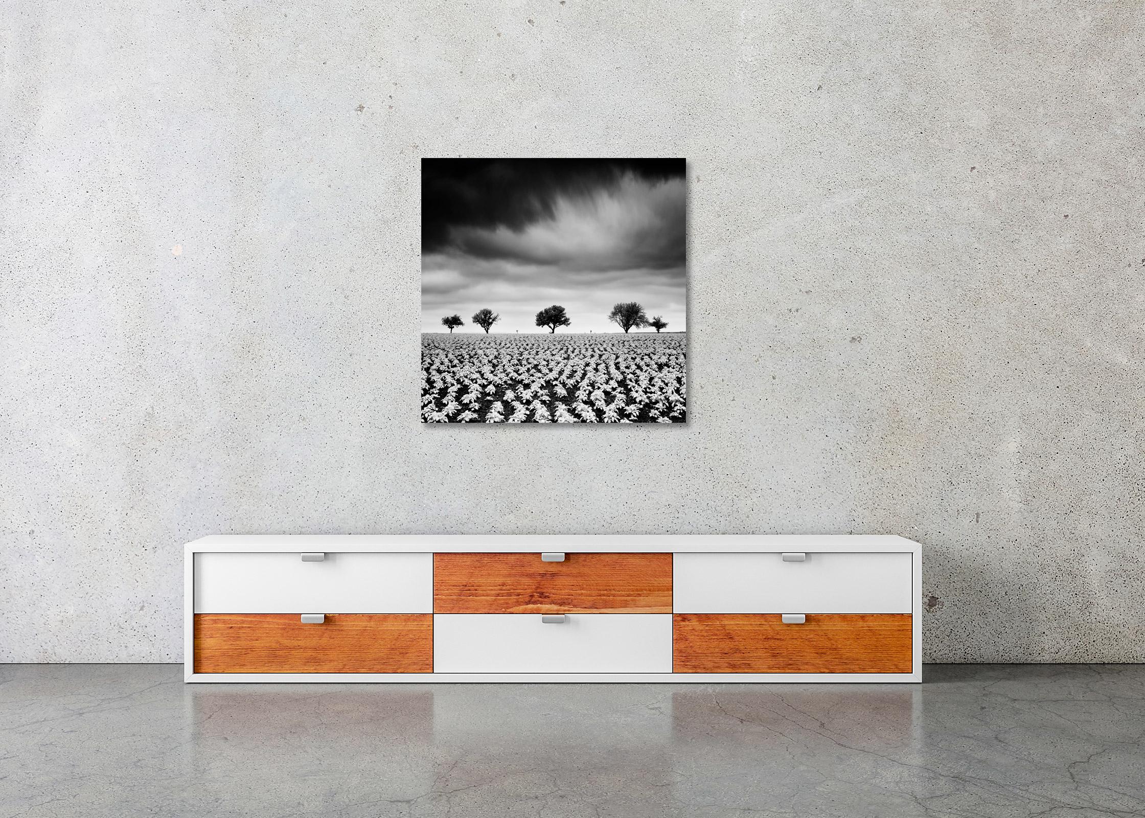 Kartoffelfeld mit Kirschbäumen, Schwarz-Weiß-Fotografie, Kunstlandschaft im Angebot 2