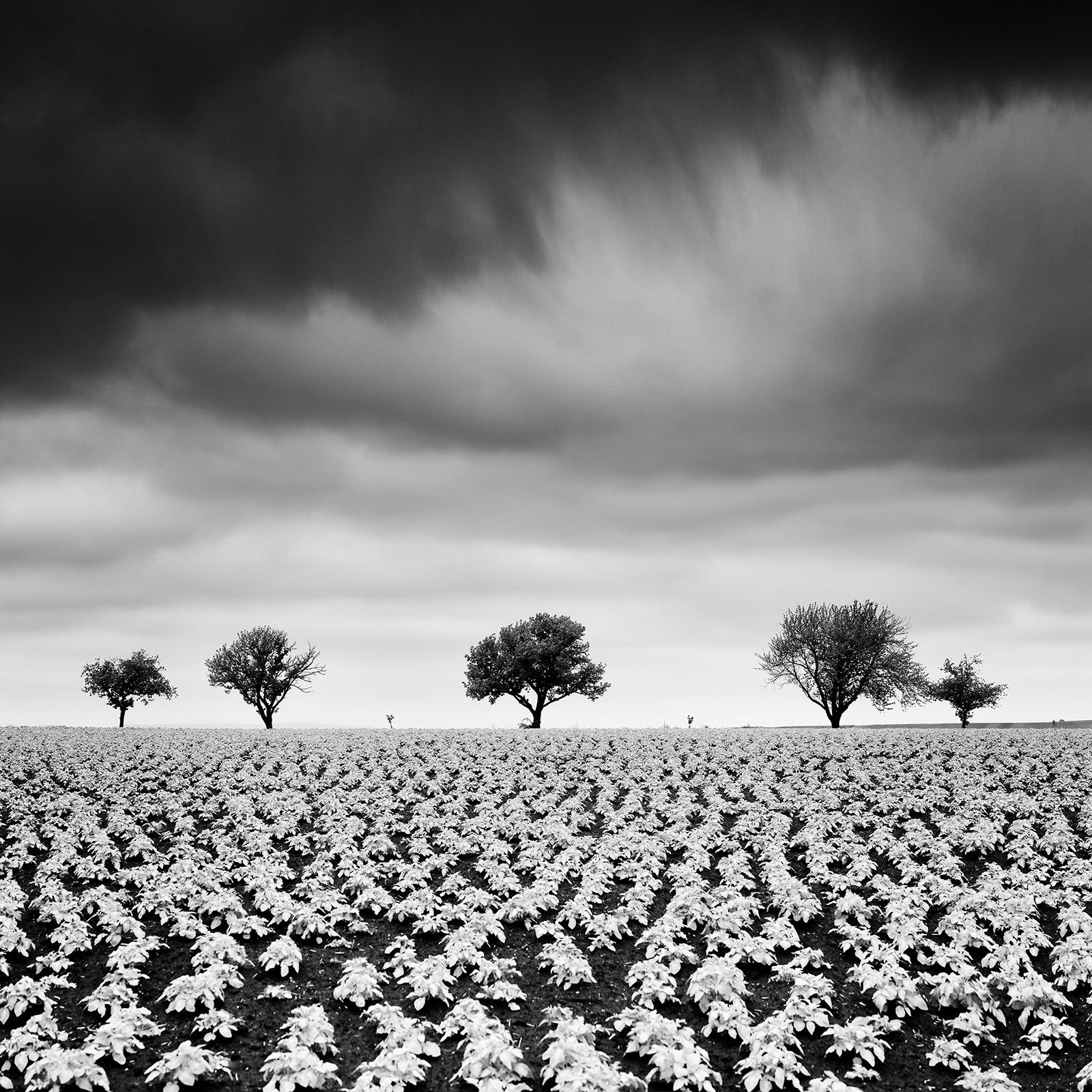 Gerald Berghammer Potato Field with cherry Trees black and white