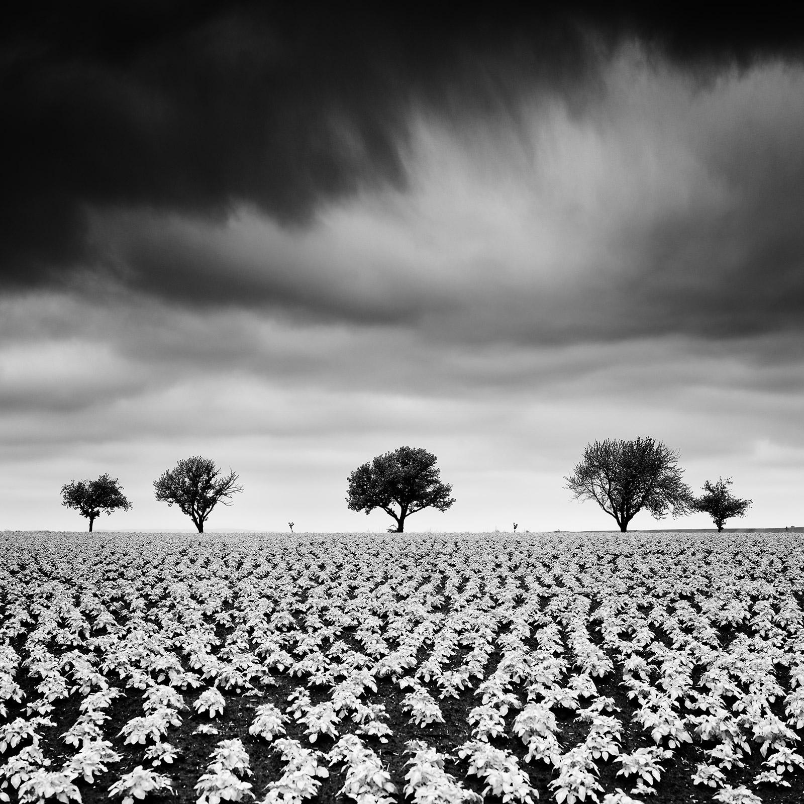Gerald Berghammer Landscape Photograph – Kartoffelfeld mit Kirschbäumen, Schwarz-Weiß-Fotografie, Kunstlandschaft