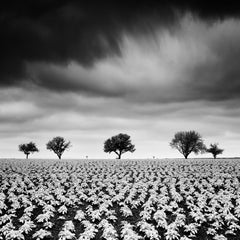 Champ de pommes de terre avec des cerisiers, photographie noir et blanc, paysage fine art