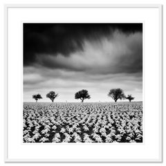 Potato Field with Cherry Trees, black and white photography - fine art landscape