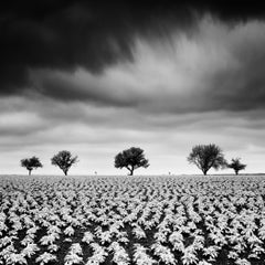 Kartoffelfeld mit Kirschbäumen, Schwarz-Weiß-Fotografie, Kunstlandschaft