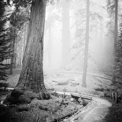 Redwood National Park Tree, Kalifornien, USA, Schwarz-Weiß-Landschaftsfotografie