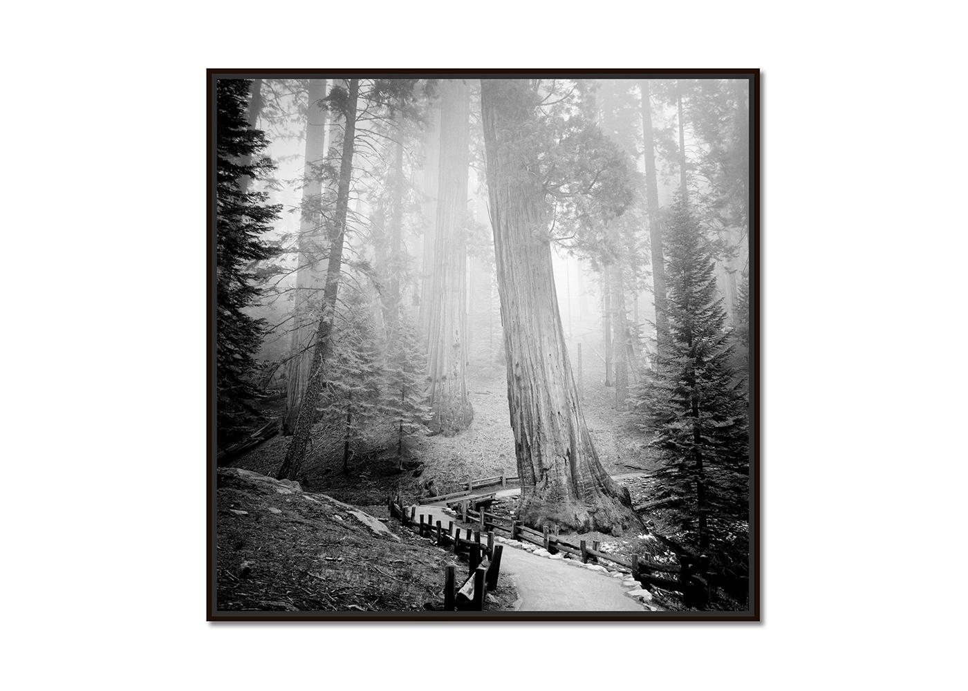 Redwood, Forest, Mammut Trees, California, Monochrome, Limited Edition Landscape - Photograph by Gerald Berghammer