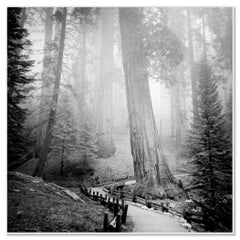 Forêt de séquoias, arbres de mammouths, Californie, paysage monochrome à édition limitée