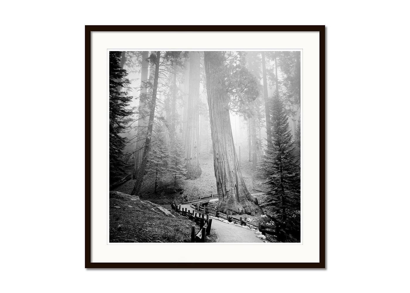 Redwood, Forest, Mammut Trees, California, Monochrome, Limited Edition Landscape - Gray Landscape Photograph by Gerald Berghammer