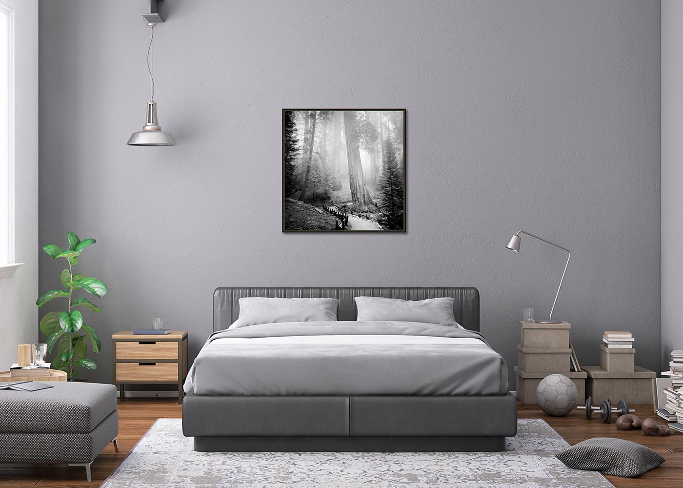 Redwood, Forest, Mammut Trees, California, Monochrome, Limited Edition Landscape For Sale 1
