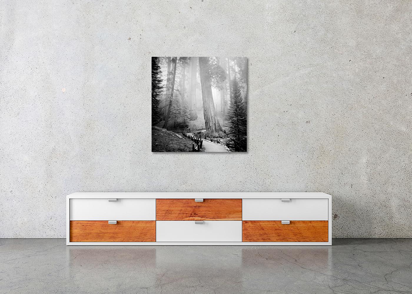 Redwood, Forest, Mammut Trees, California, Monochrome, Limited Edition Landscape For Sale 2