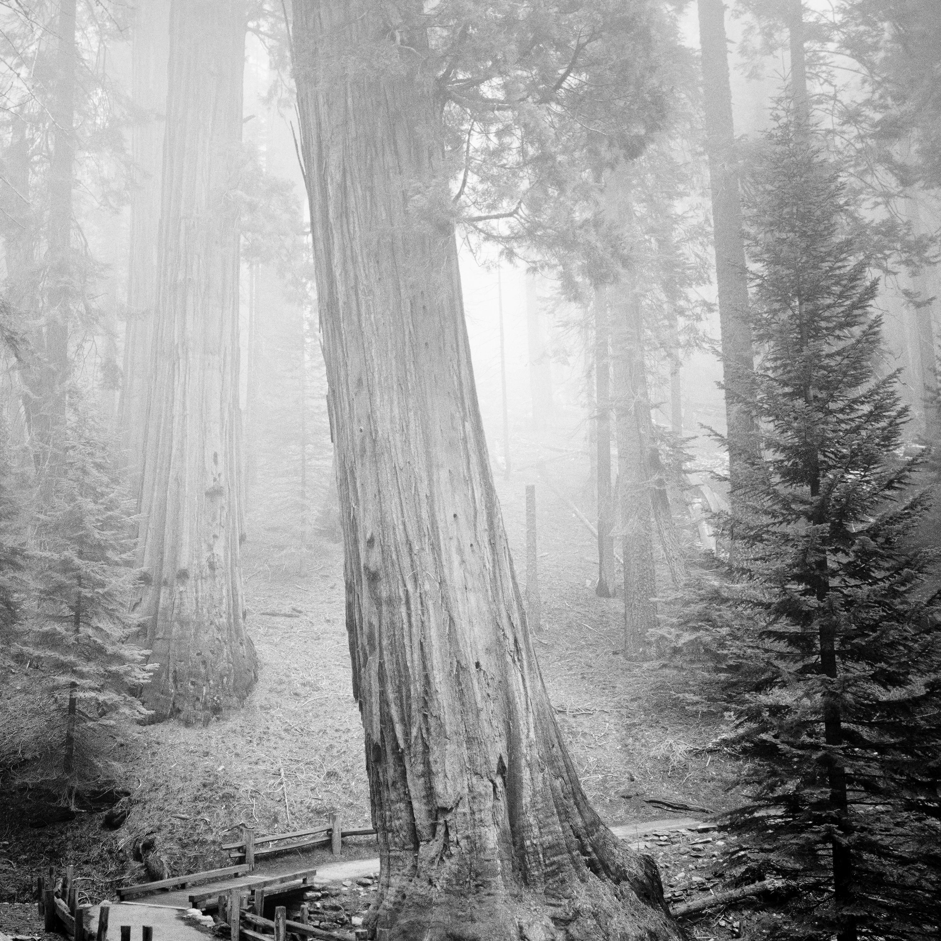 Redwood, Forest, Mammut Trees, California, Monochrome, Limited Edition Landscape For Sale 3