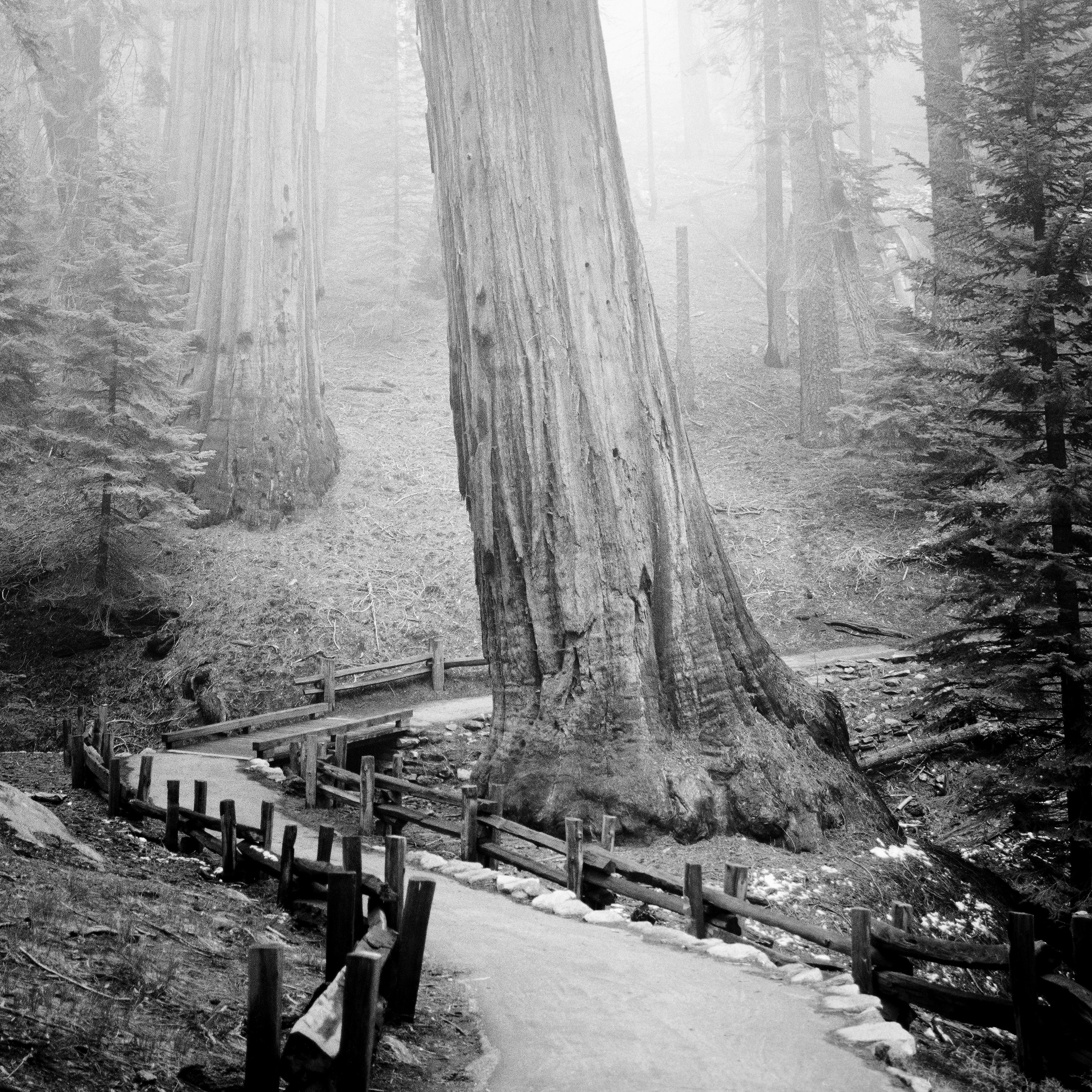 Redwood, Forest, Mammut Trees, California, Monochrome, Limited Edition Landscape For Sale 4
