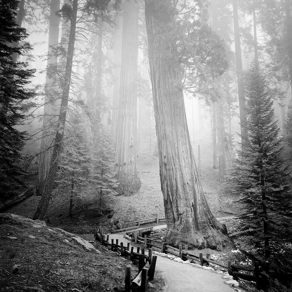 Gerald Berghammer Landscape Photograph - Redwood, Forest, Mammut Trees, California, Monochrome, Limited Edition Landscape