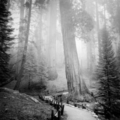 Forêt de séquoias, arbres de mammouths, Californie, paysage monochrome à édition limitée