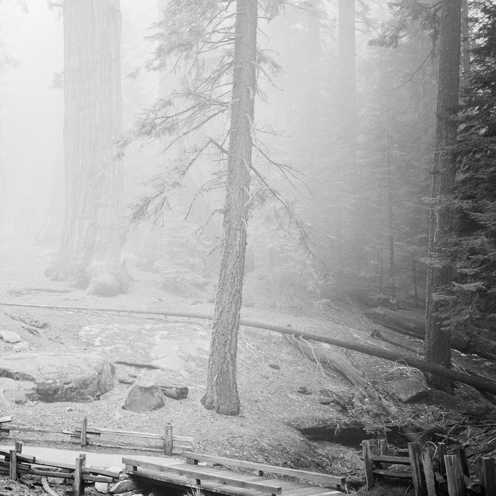 Redwood Study 2, Landschaftsfotografie von Gerald Berghammer, limitierte Auflage im Angebot 9
