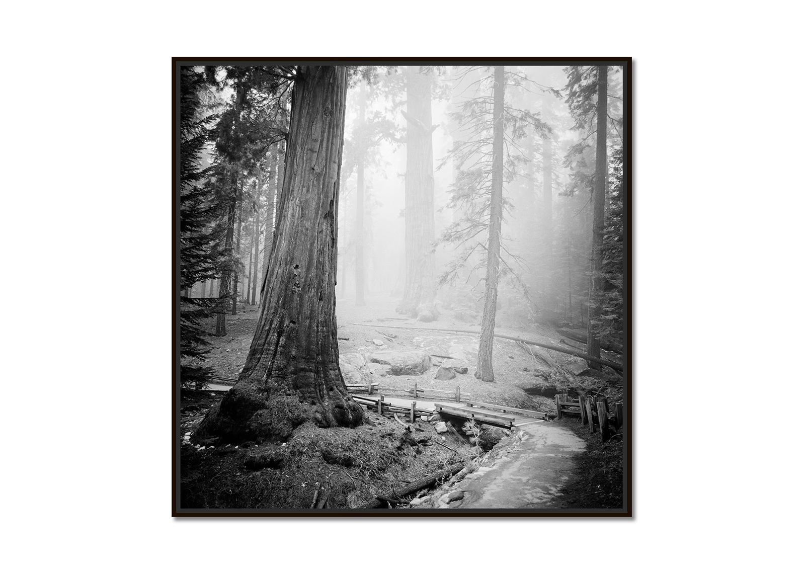 Redwood Study 2, Landschaftsfotografie von Gerald Berghammer, limitierte Auflage im Angebot 1