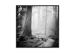 Redwood, California - USA - landscape photograph - limited art