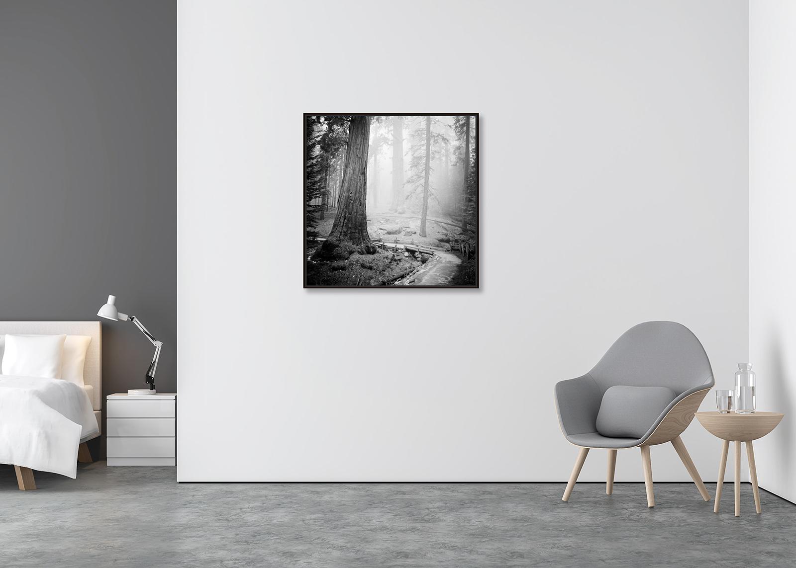Redwood Study 2, Landschaftsfotografie von Gerald Berghammer, limitierte Auflage im Angebot 2