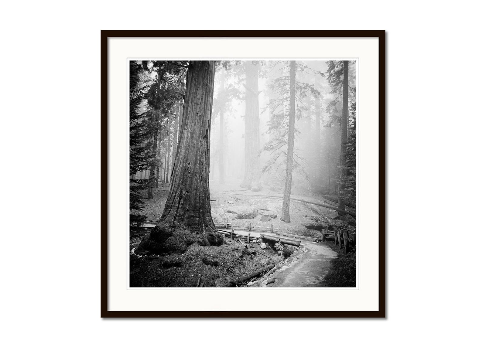 Redwood Study 2, Landschaftsfotografie von Gerald Berghammer, limitierte Auflage im Angebot 3