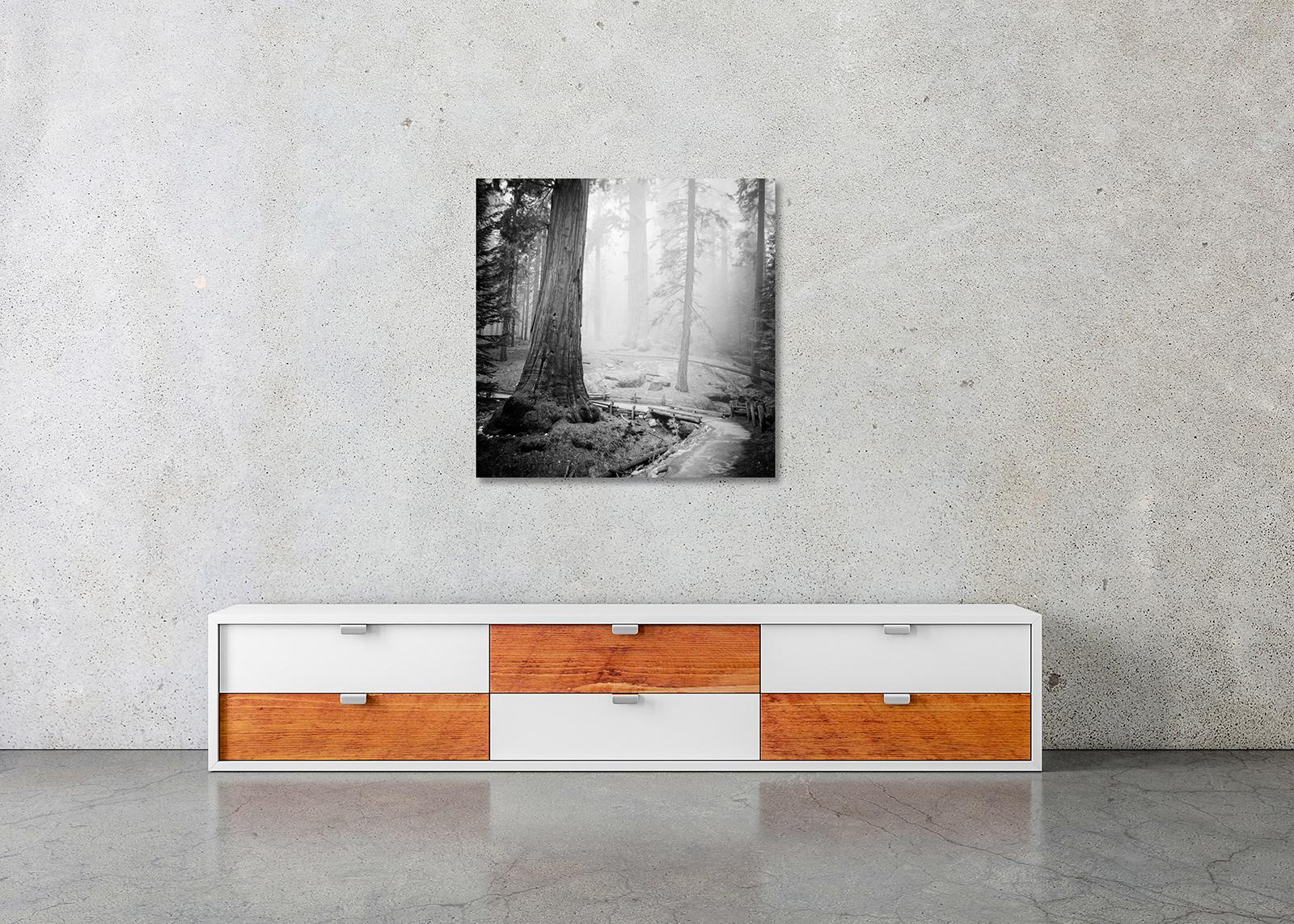 Redwood Study 2, Landschaftsfotografie von Gerald Berghammer, limitierte Auflage im Angebot 5