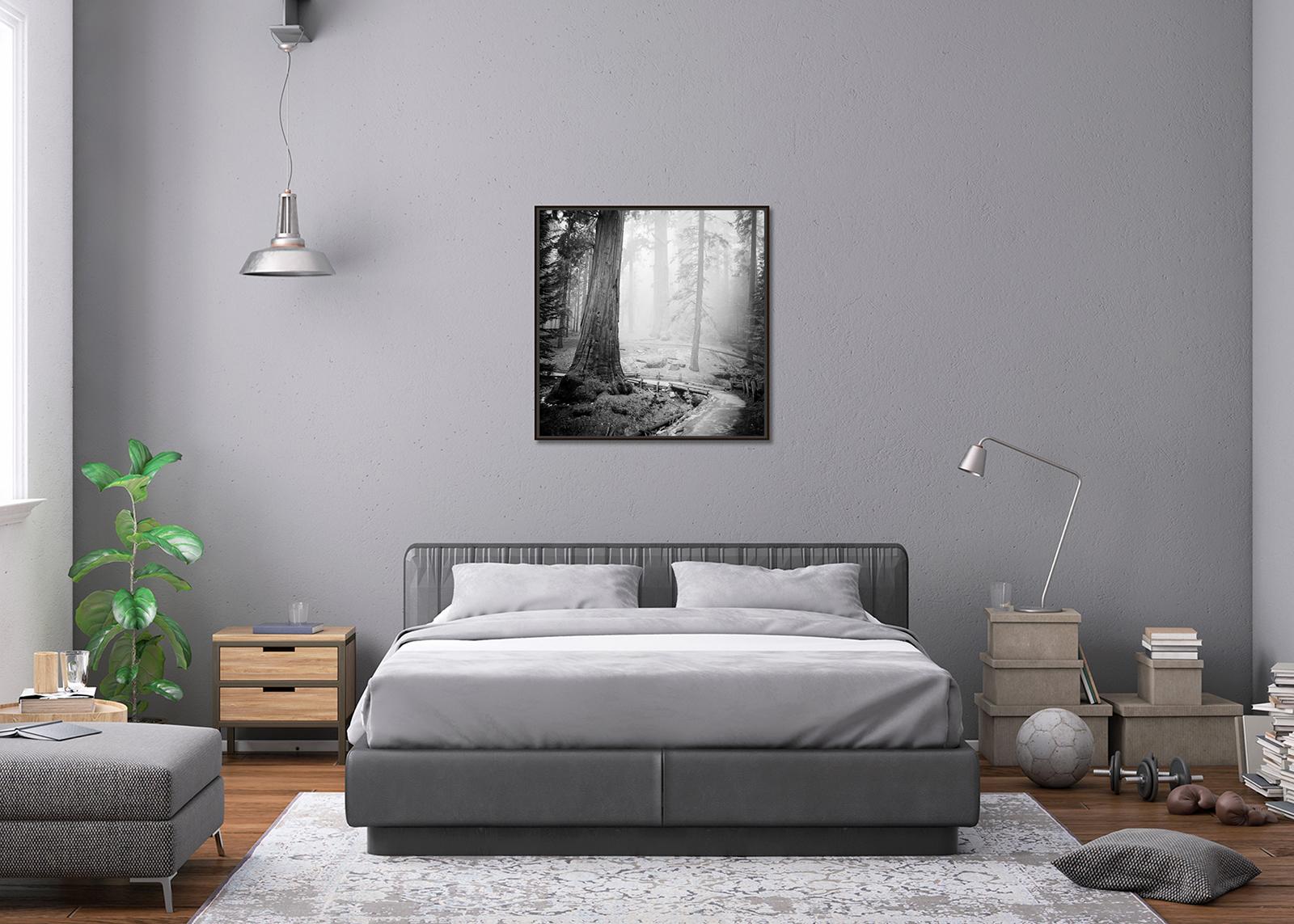 Redwood Study 2, Landschaftsfotografie von Gerald Berghammer, limitierte Auflage im Angebot 6