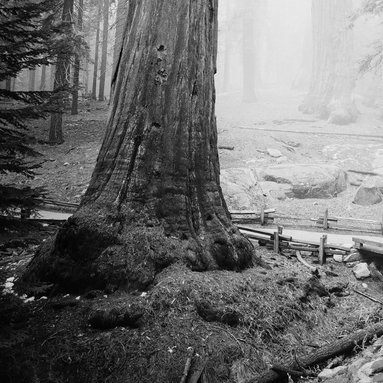 Redwood Study 2, Landschaftsfotografie von Gerald Berghammer, limitierte Auflage im Angebot 7
