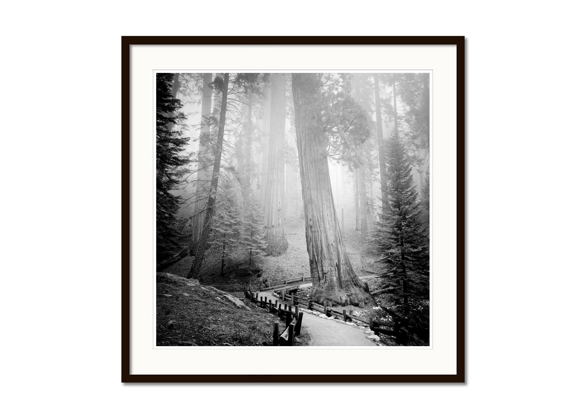 Redwood, Sequoia Nationalpark, USA, black and white photography, art, landscape - Contemporary Photograph by Gerald Berghammer