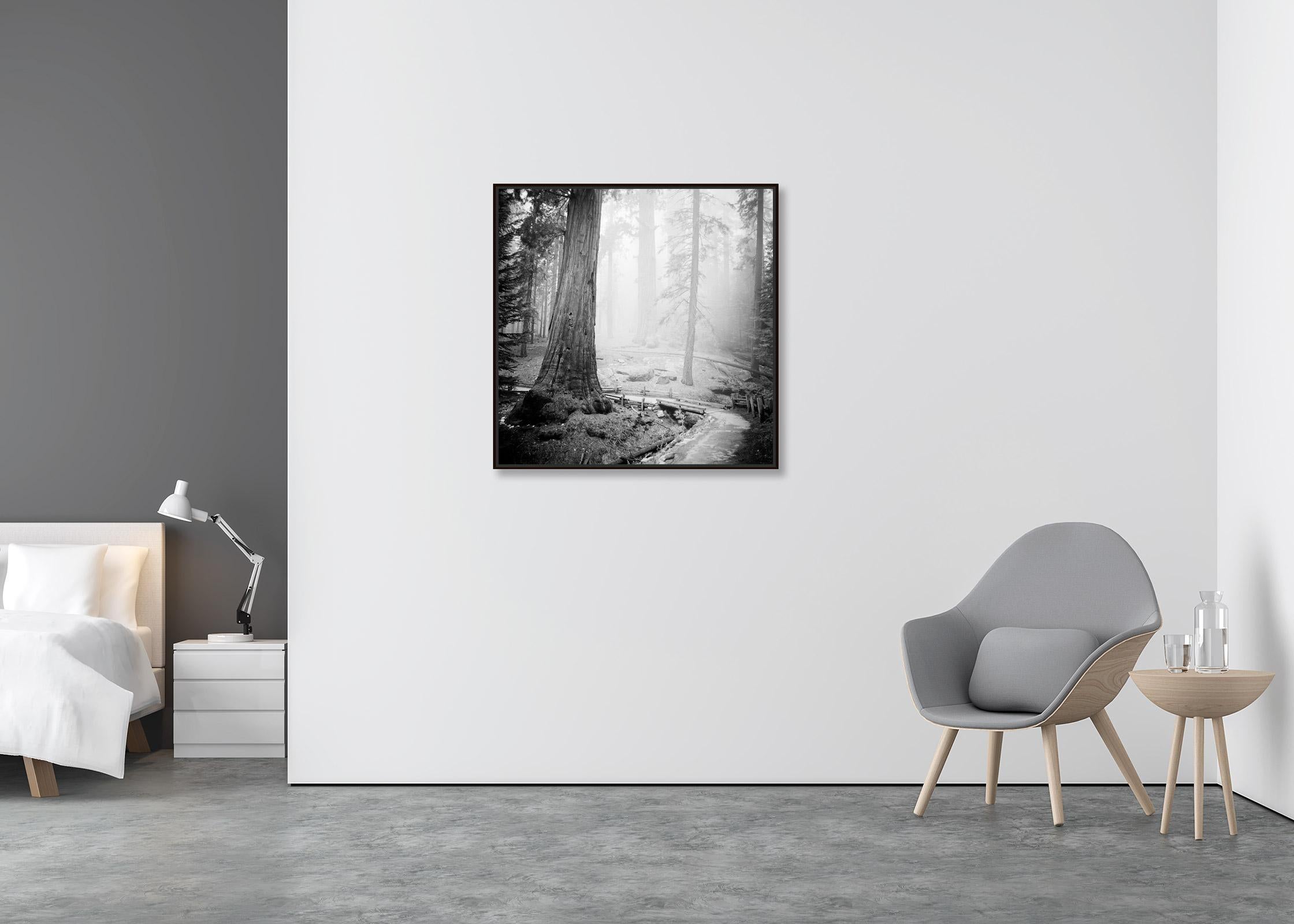 Redwood State Park, Kalifornien, USA, Schwarz-Weiß-Landschaft, Fotografie (Zeitgenössisch), Photograph, von Gerald Berghammer