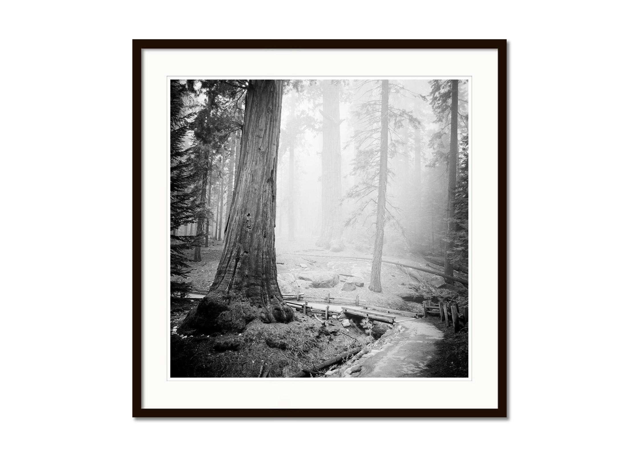 Redwood State Park California USA black white fine art landscape photography  - Gray Landscape Photograph by Gerald Berghammer