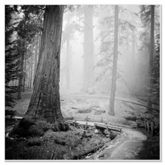 Redwood State Park, California, USA, black and white landscape, photography