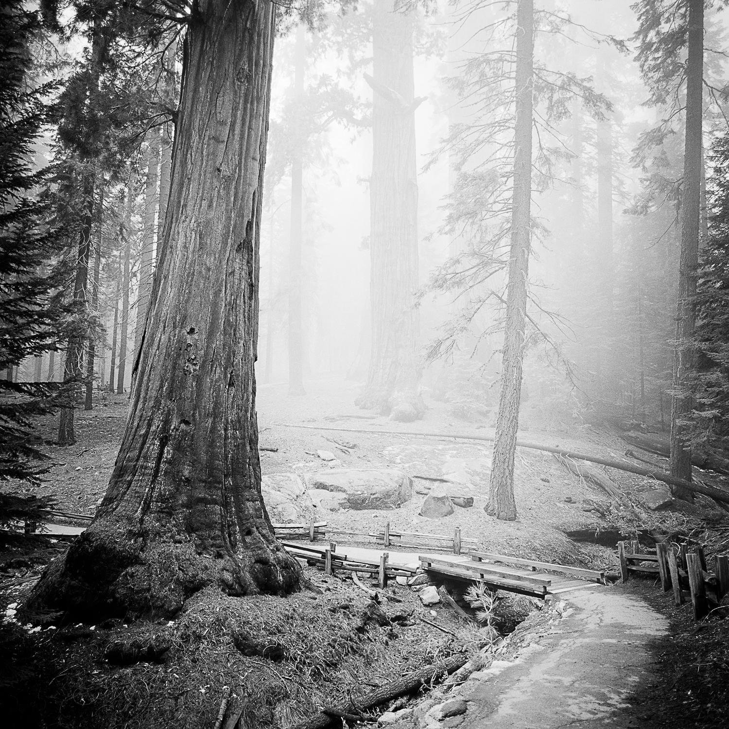 Redwoods, Kalifornien, USA, Schwarz-Weiß-Gelatine-Silber-Kunstfotografie, gerahmt – Photograph von Gerald Berghammer