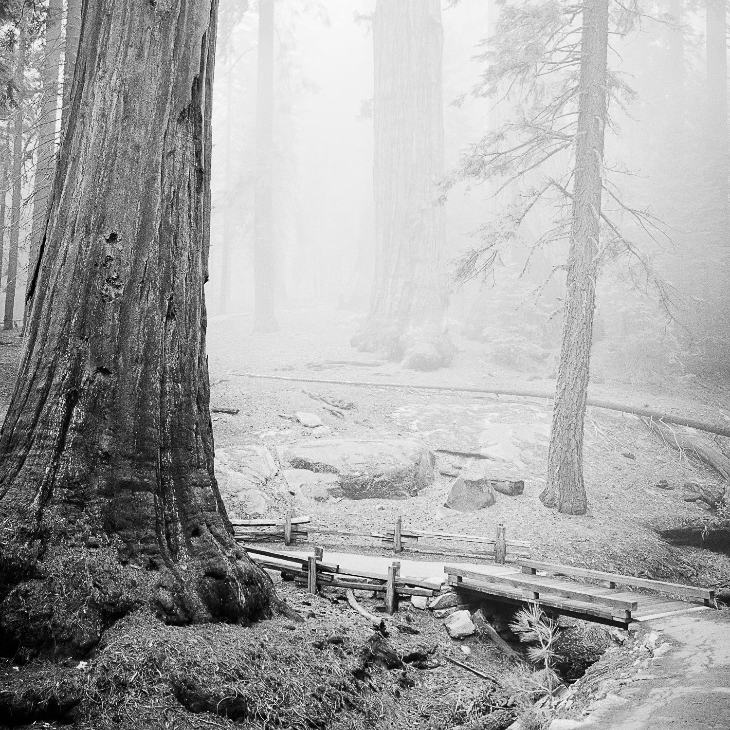 ansel adams redwoods