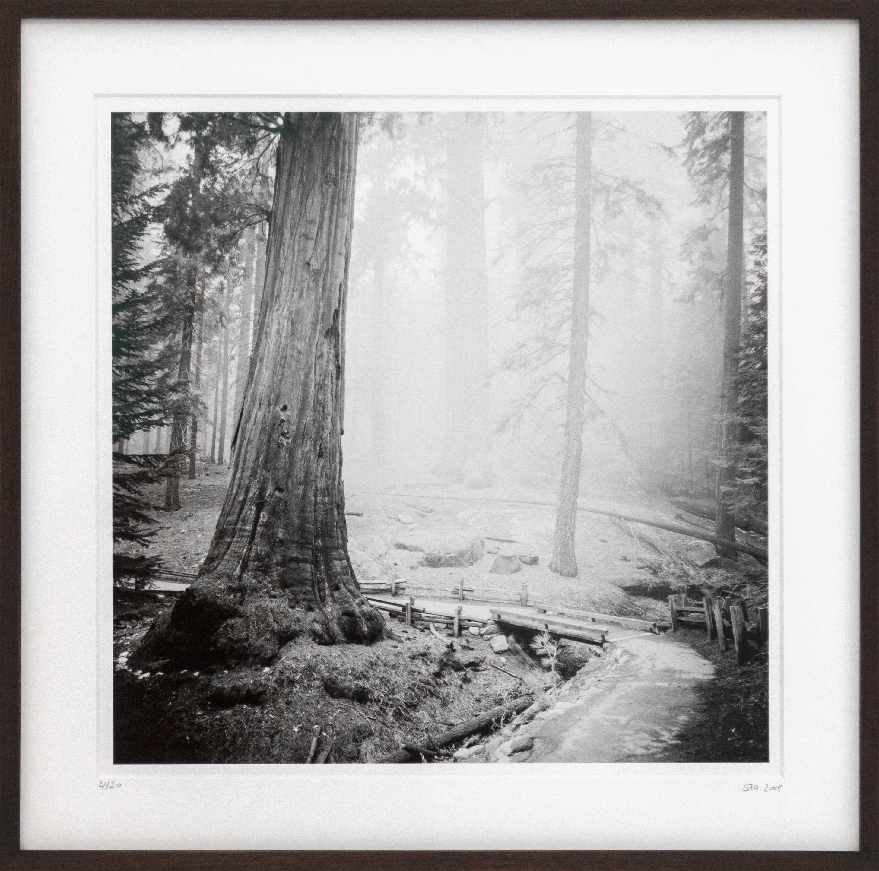 Redwoods, Kalifornien, USA, Schwarz-Weiß-Gelatine-Silber-Kunstfotografie, gerahmt