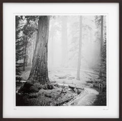 Redwoods, California, USA, black & white gelatin silver art photography, framed
